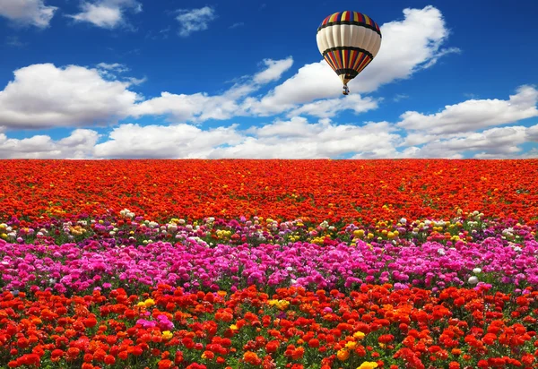 Ballon fliegt über Blumenfeld — Stockfoto