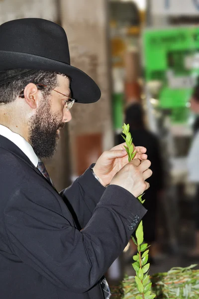 Young man chooses ritual plant — Stock Photo, Image