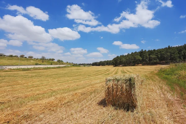 Stack de blé incliné dans le champ de kibboutz — Photo