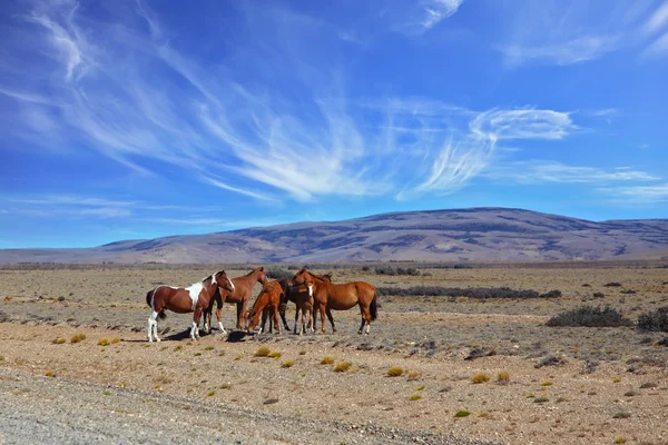 Manada de Mustangs pastando na pradaria da Patagônia — Fotografia de Stock