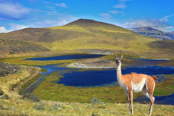 National Park Torres del Paine — Stock Photo, Image