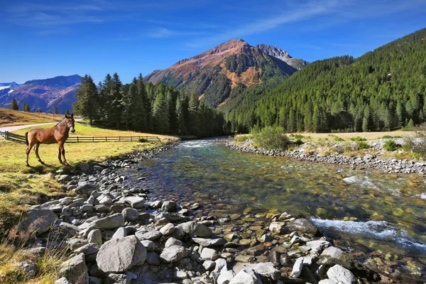 Estrecho rápido hirviendo pequeño río — Foto de Stock