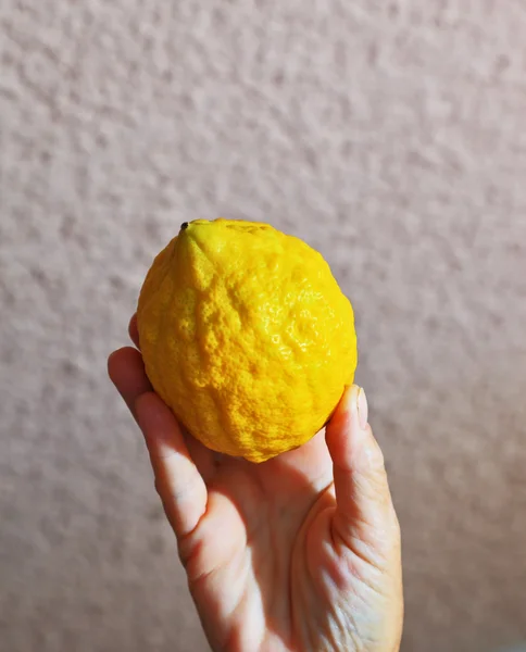 Gele citrus - etrog — Stockfoto