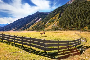 Güzel sonbahar günü Avusturya Alpleri'nde