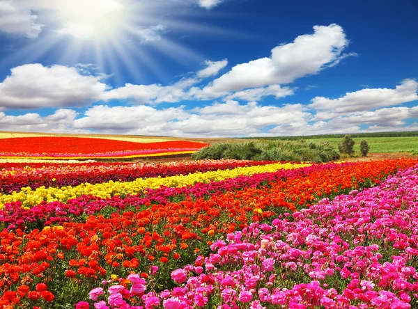 Coloridas flores en campo — Stockfoto