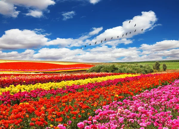 Färgglada blommor i fältet — Stockfoto
