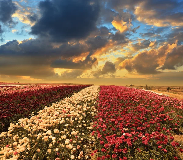 Magnifika fältet av ljusa röda smörblommor. — Stockfoto