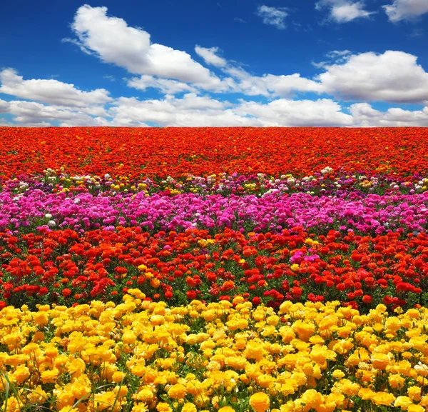 Coloridas flores en campo — Stockfoto