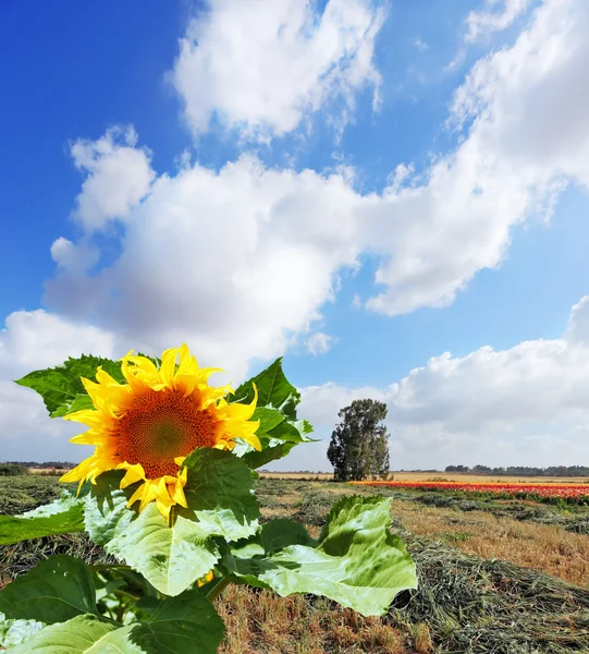 Gorgeous huge sunflower — Stock Photo, Image