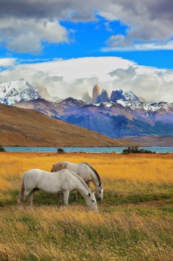 Torres del Paine manzarada