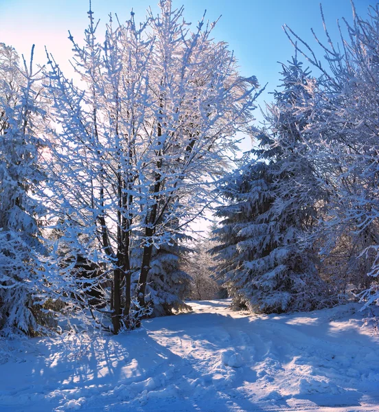 The morning of Christmas Stock Image