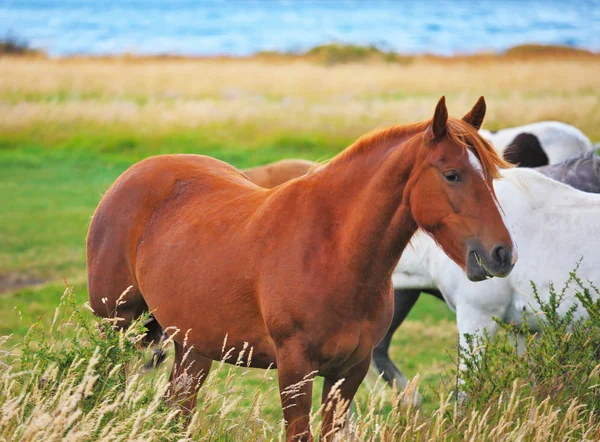 Baia e cavallo bianco al pascolo — Foto Stock
