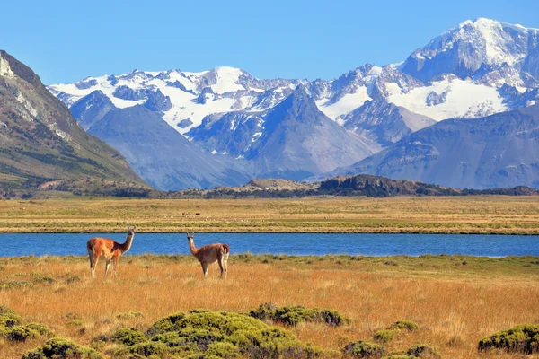 Op de voorgrond zijn grazen guanaco — Stockfoto