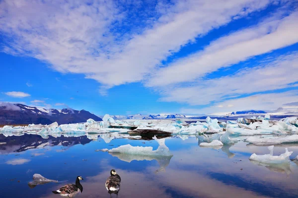 Cirrus cloud, drifting ice and flying geese — Stock Photo, Image