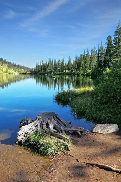 Charmante souche d'arbre sec sur le rivage — Photo