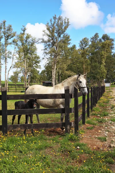 黒いコルトと白い馬. — ストック写真