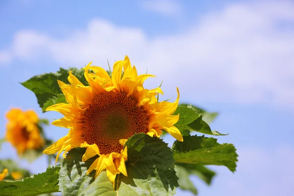 Gorgeous bright yellow sunflower — Stock Photo, Image