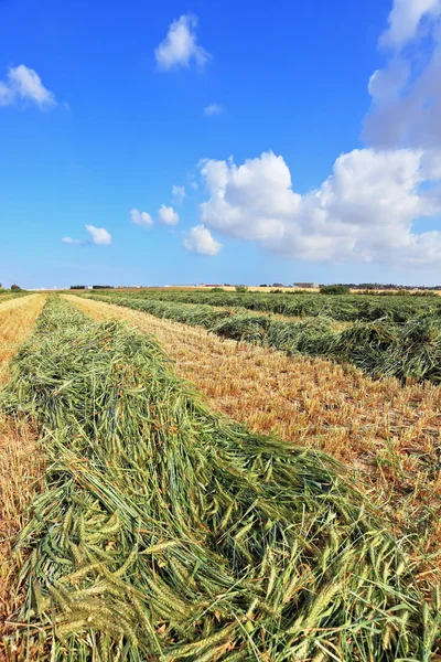 Harvest of wheat in kibbutz fields — Stock Photo, Image