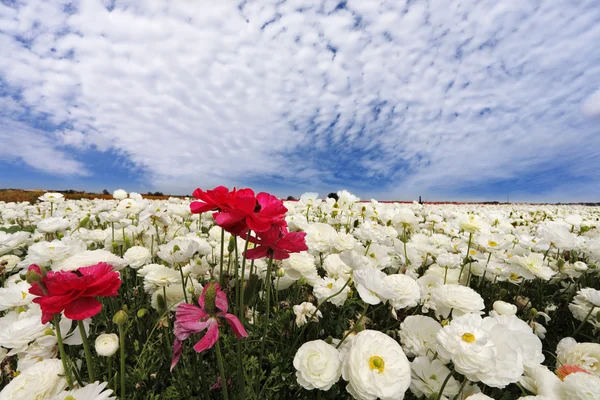 White and red garden ranunculus