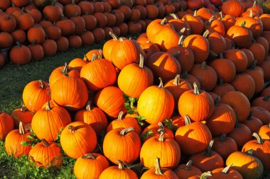 Turuncu kabak çim üzerinde yığını