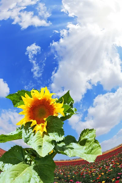 Field of buttercups garden — Stock Photo, Image