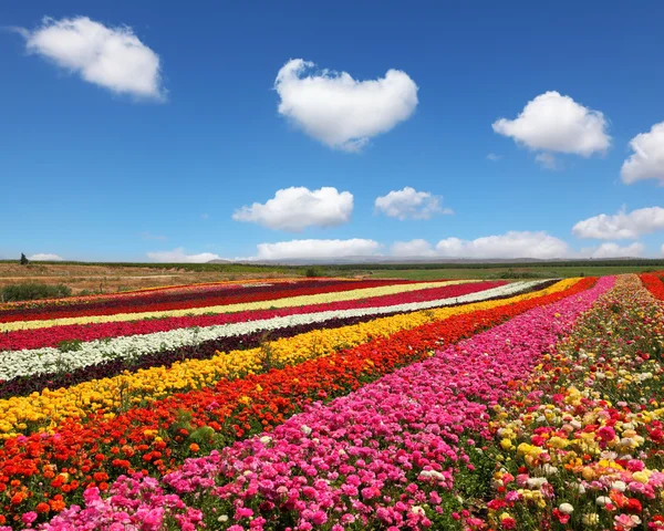 Enormes campos de flores — Foto de Stock