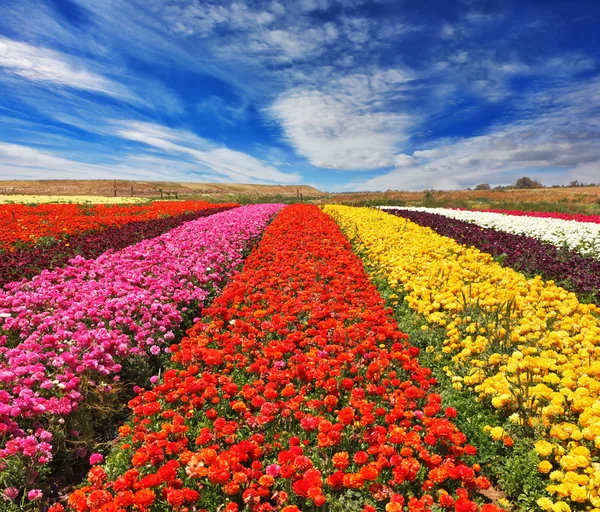 Gebied van "Ranunculus Bloomingdale" — Stockfoto