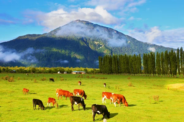 Şili'deki kırsal İdil
