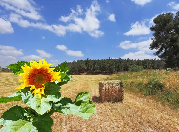 Large sunflower  on the field — Stock Photo, Image