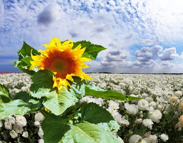 Sunflower among  buttercups ranunculus asiaticus — Stock Photo, Image