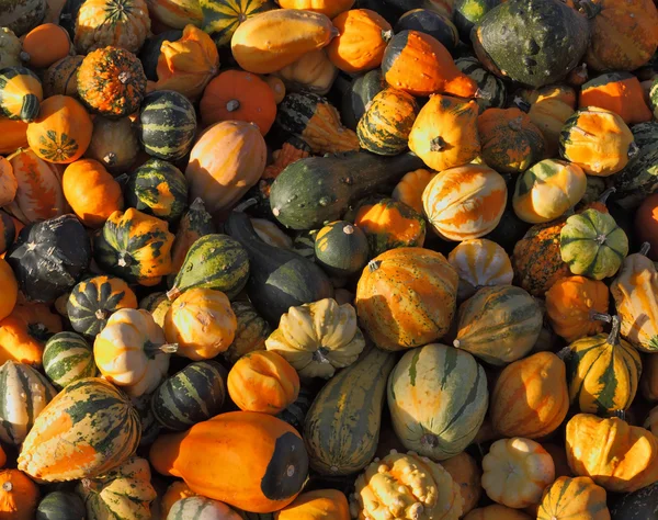 As abóboras verdes, listradas e laranja maduras — Fotografia de Stock