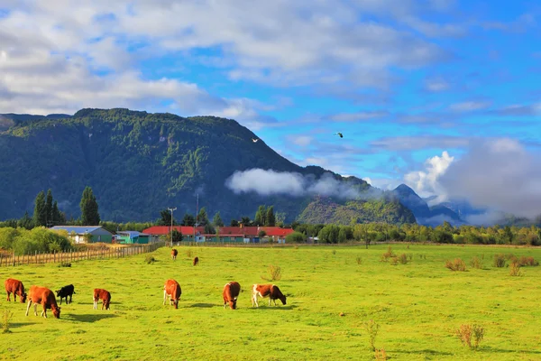 Idílio rural na Patagônia chilena — Fotografia de Stock