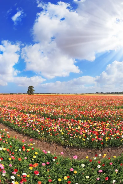 Blossoming garden buttercups in Israel — Stock Photo, Image