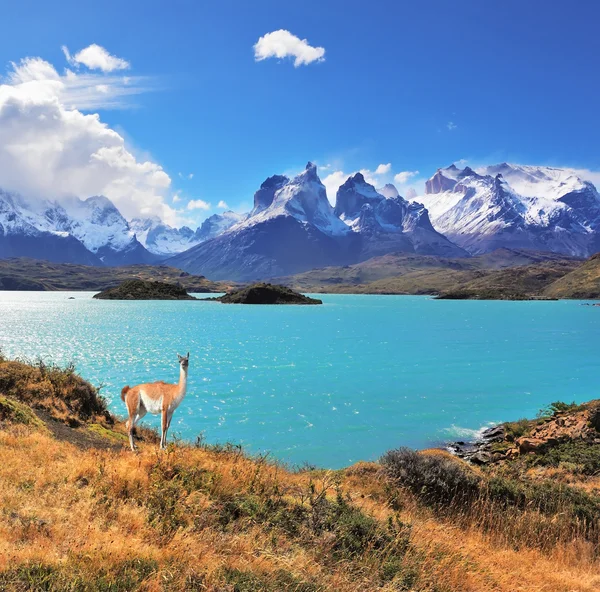 Smaragdfarbener Seepfuhl mit Guanaco — Stockfoto