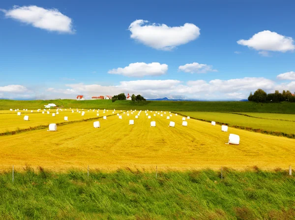 Grass clippings packaged in white bags — Stock Photo, Image