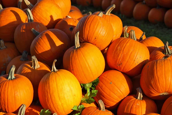 Picturesque piles of orange pumpkin — Stock Photo, Image