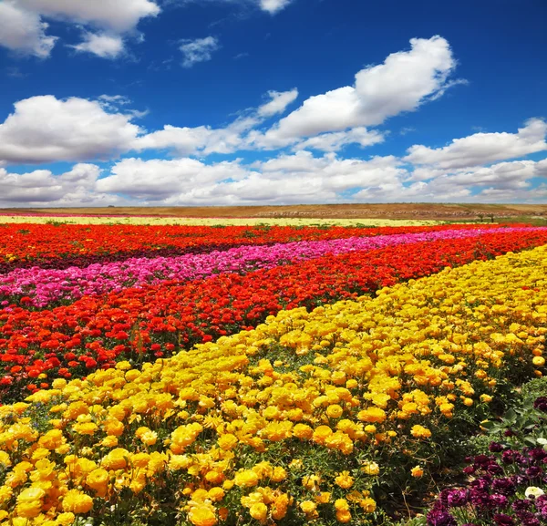 Field of multi-colored buttercups — Stock Photo, Image