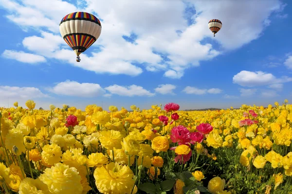 Gelbe und rote Ranunkeln mit fliegendem Luftballon — Stockfoto