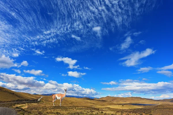 Vergeelde Plain Nationaal Park — Stockfoto