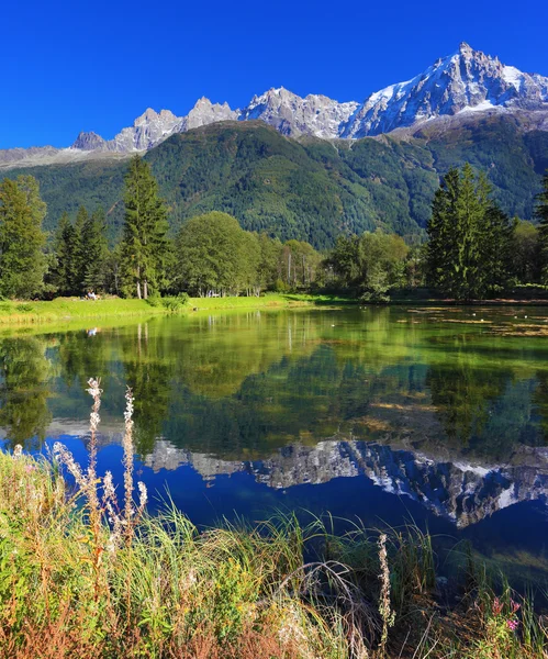 Snowy mountain and evergreen forest — Stock Photo, Image