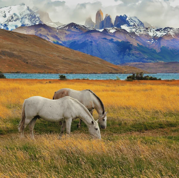 Caballos de pastoreo en parque Torres — Foto de Stock