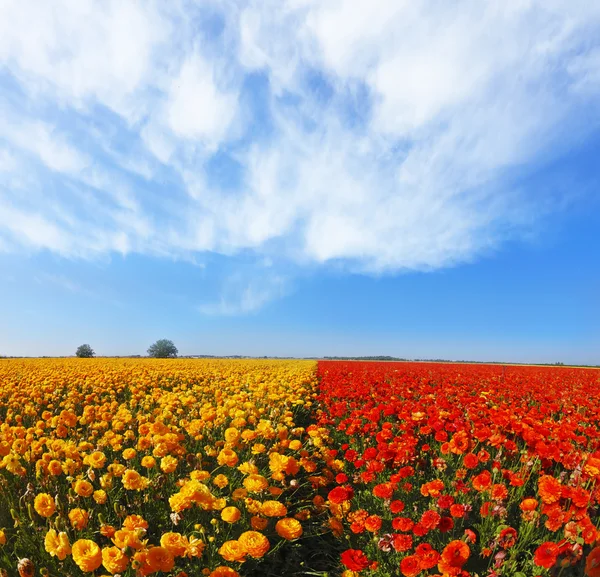 Campo de flores enorme — Fotografia de Stock