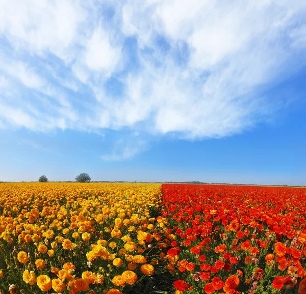 Champ de fleurs énormes — Photo