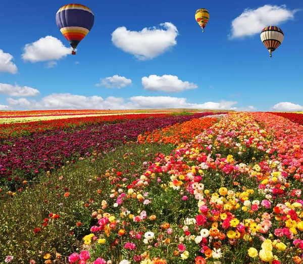 Luftballons und Blumenfeld — Stockfoto