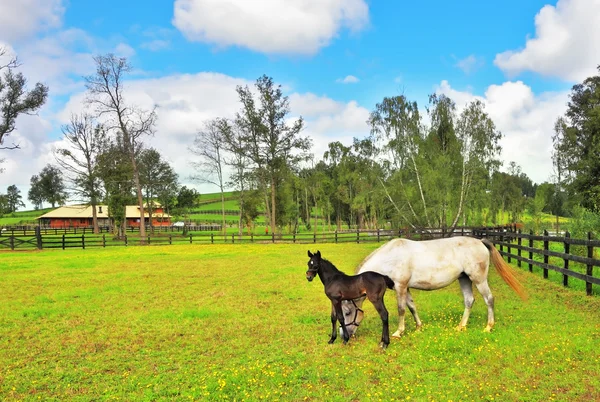 Cavalo branco com potro preto — Fotografia de Stock