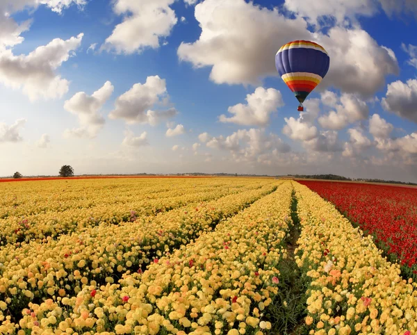 Ballong och blommiga fält — Stockfoto
