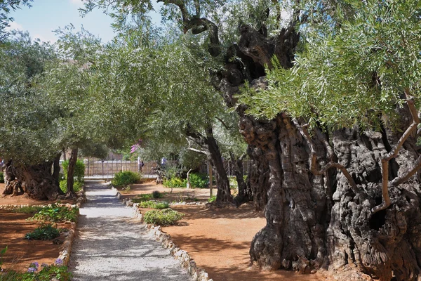 Het pad in de tuin van Gethsemane — Stockfoto