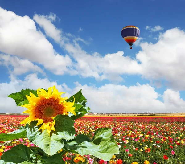 Smörblommor och Solrosen med ballong i himlen — Stockfoto