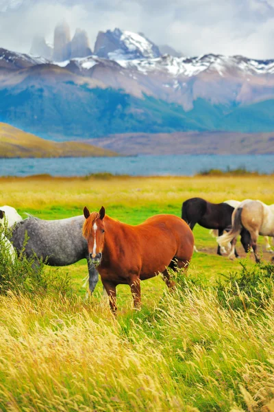 Caballos grises, marrones y negros pastando en un prado — Foto de Stock