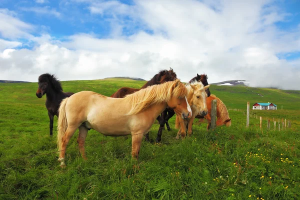 Caballos pastando y jugando en un prado — Foto de Stock